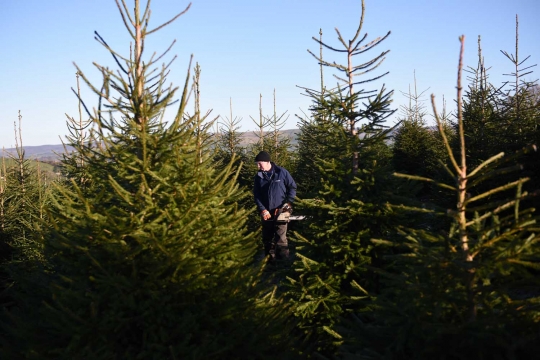 Memanen pohon Natal di perkebunan Clayton Fold Christmas