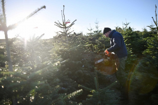 Memanen pohon Natal di perkebunan Clayton Fold Christmas