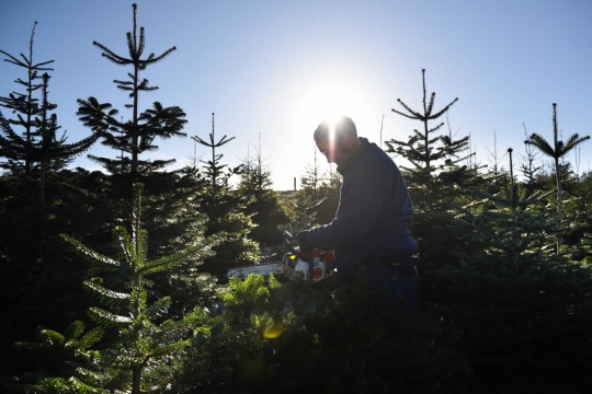 Memanen pohon Natal di perkebunan Clayton Fold Christmas