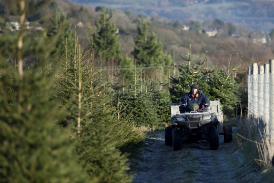 Memanen pohon Natal di perkebunan Clayton Fold Christmas