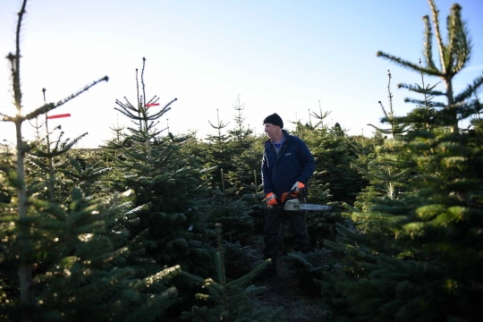 Memanen pohon Natal di perkebunan Clayton Fold Christmas