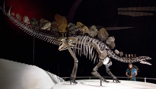 Kerangka Stegosaurus terlengkap di dunia dipamerkan di London