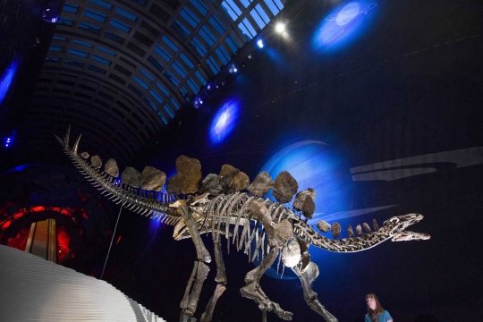 Kerangka Stegosaurus terlengkap di dunia dipamerkan di London