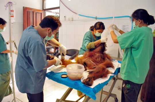 Sadis, orangutan ini mati diberondong 40 peluru di kebun sawit
