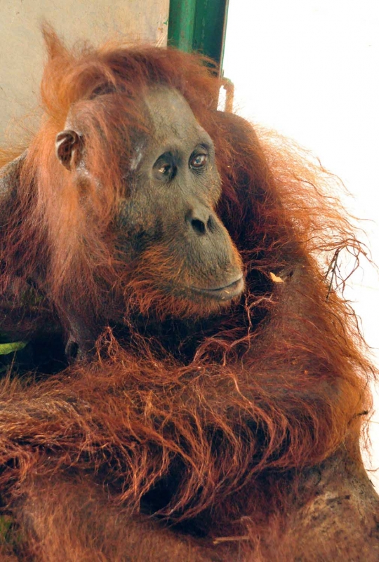 Sadis, orangutan ini mati diberondong 40 peluru di kebun sawit