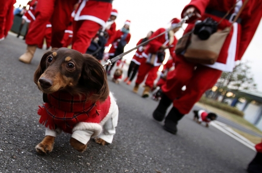 Kemeriahan Festival Tokyo Santa Run sejauh 2,5 kilometer