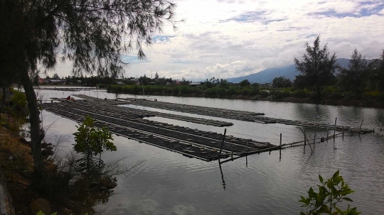 Keresahan petani tambak usai Singapura hentikan impor kepiting