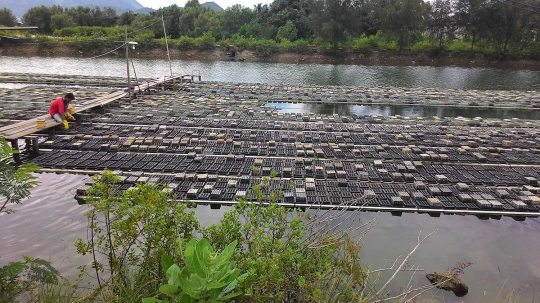 Keresahan petani tambak usai Singapura hentikan impor kepiting