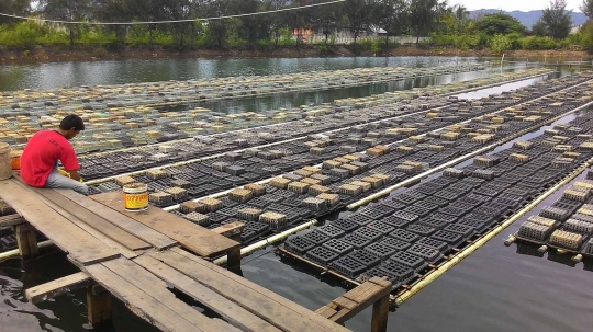 Keresahan petani tambak usai Singapura hentikan impor kepiting