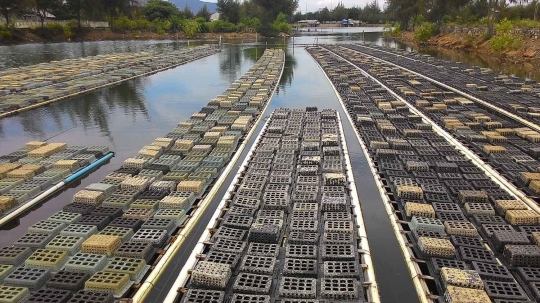 Keresahan petani tambak usai Singapura hentikan impor kepiting