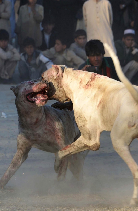 Keegoisan warga Afghanistan pertarungkan anjing demi kesenangan