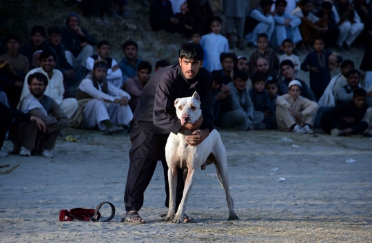 Keegoisan warga Afghanistan pertarungkan anjing demi kesenangan