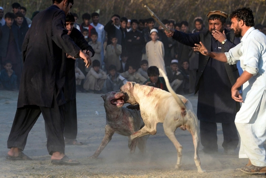 Keegoisan warga Afghanistan pertarungkan anjing demi kesenangan