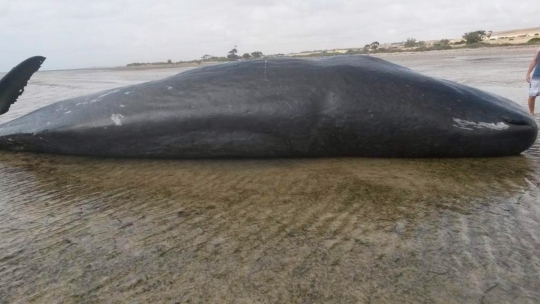 Nasib tragis tujuh paus sperma mati terdampar di Australia