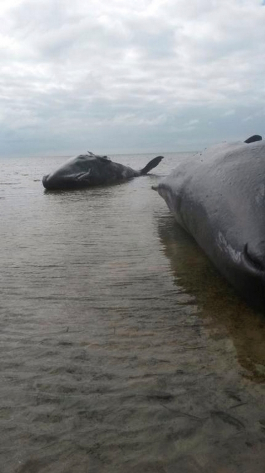 Nasib tragis tujuh paus sperma mati terdampar di Australia
