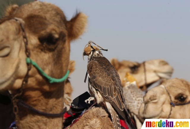 Foto : Serunya beradu kecepatan di lomba balap elang di Abu Dhabi