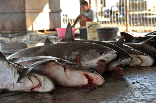 Menengok bebasnya penangkapan dan penjualan hiu di Tanjung Luar