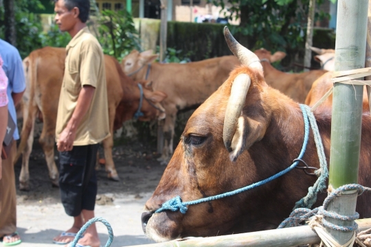 Apel ternak dan pengobatan massal antisipasi antraks di Kediri