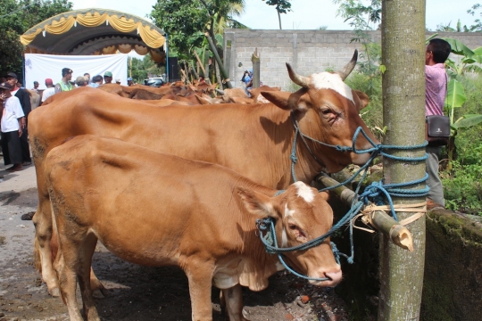 Apel ternak dan pengobatan massal antisipasi antraks di Kediri