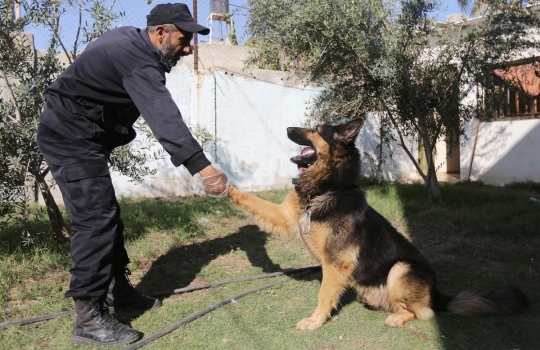 Buda, anjing antinarkoba terakhir di Jalur Gaza