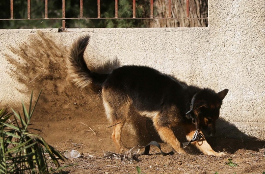 Buda, anjing antinarkoba terakhir di Jalur Gaza