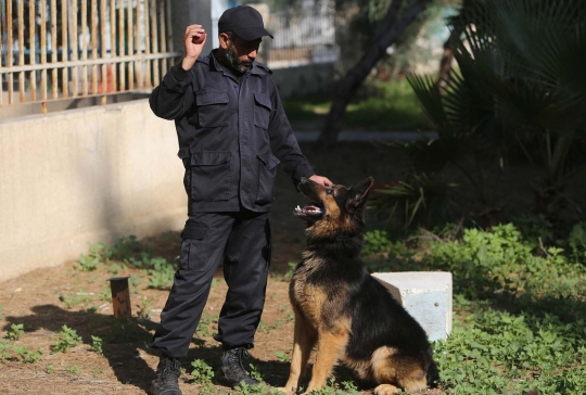 Buda, anjing antinarkoba terakhir di Jalur Gaza