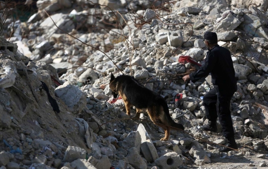 Buda, anjing antinarkoba terakhir di Jalur Gaza