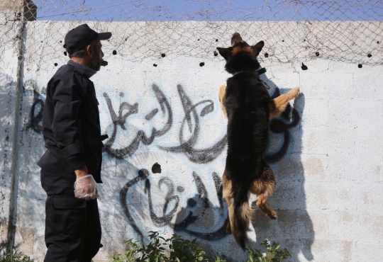 Buda, anjing antinarkoba terakhir di Jalur Gaza