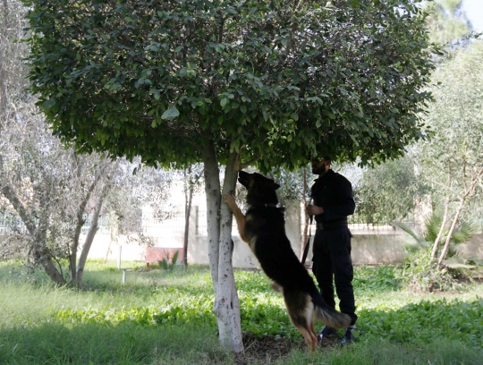 Buda, anjing antinarkoba terakhir di Jalur Gaza