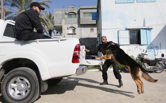 Buda, anjing antinarkoba terakhir di Jalur Gaza