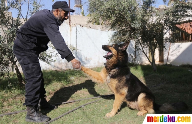 42++ Anjing herder anjing polisi update