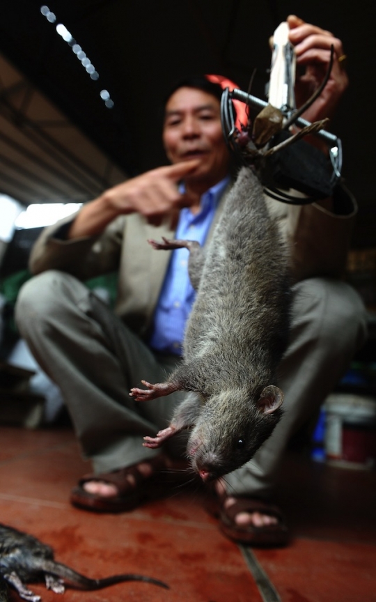 Petani ini dijuluki 'Raja Tikus' di Vietnam