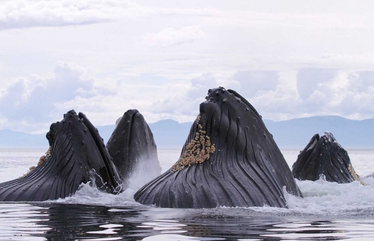 Fenomena langka kawanan paus bungkuk muncul ke permukaan laut