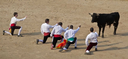 Aksi memukau para matador lompati banteng ganas di Recortadores