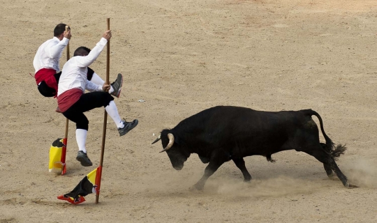 Aksi memukau para matador lompati banteng ganas di Recortadores