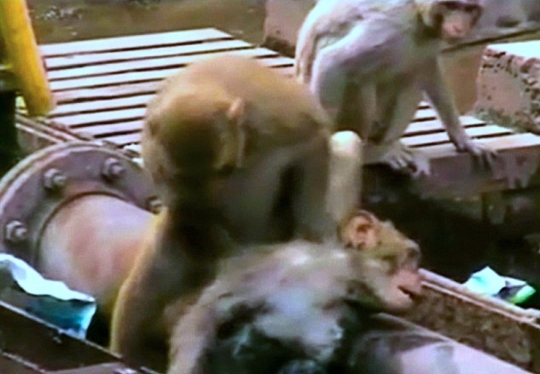 Momen dramatis saat monyet sadarkan rekannya tersengat listrik