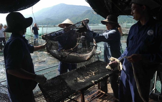 Telur ikan ini dibanderol hingga Rp 1 miliar per kilogram