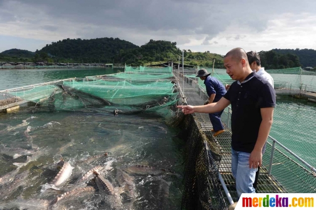 Foto Telur  ikan  ini dibanderol hingga Rp 1 miliar per 