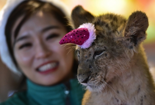 Tingkah lucu bayi harimau dan singa bila rayakan Natal