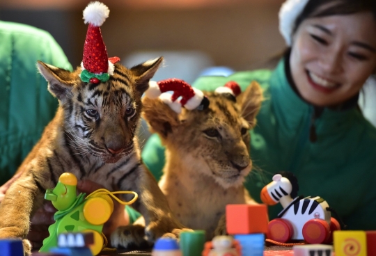 Tingkah lucu bayi harimau dan singa bila rayakan Natal