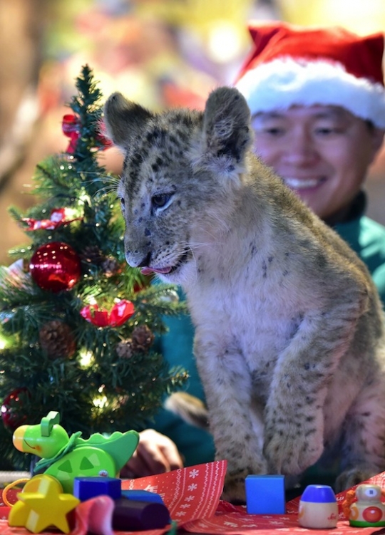 Tingkah lucu bayi harimau dan singa bila rayakan Natal
