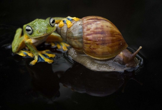 Ini foto siput gendong katak di Kalimantan yang gegerkan dunia