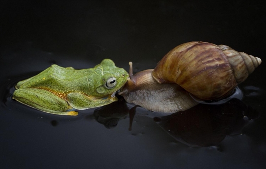 Ini foto siput gendong katak di Kalimantan yang gegerkan dunia