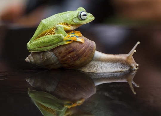 Ini foto siput gendong katak di Kalimantan yang gegerkan dunia