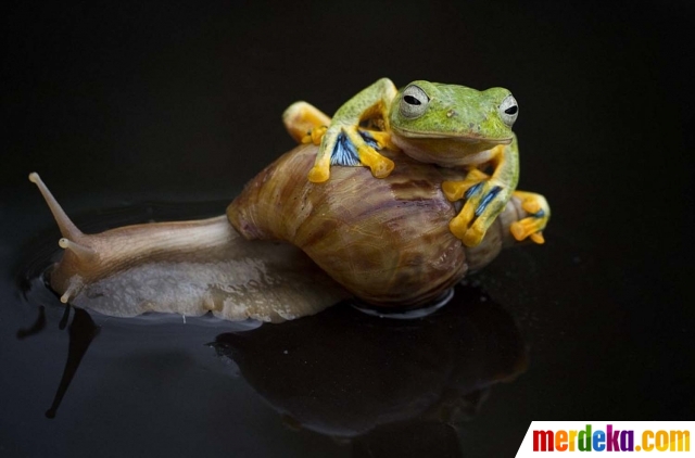 Foto Ini foto siput gendong katak  di Kalimantan yang 