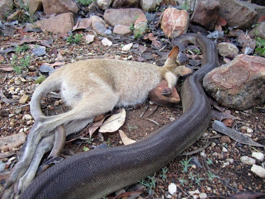 Keganasan piton lilit dan telan kanguru di Australia