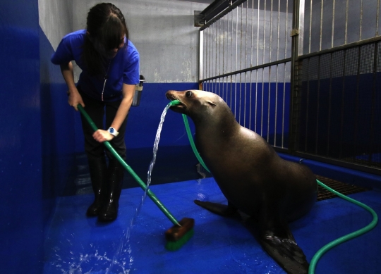 Tingkah unik anjing laut bantu pawang bersihkan kandangnya