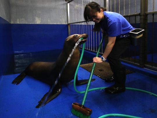 Tingkah unik anjing laut bantu pawang bersihkan kandangnya