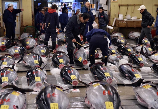 Bos restoran sushi di Tokyo ini beli tuna Bluefin Rp 468 juta