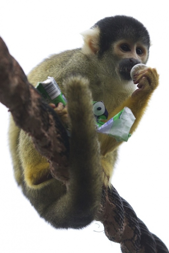 Tingkah menggemaskan monyet tupai di London Zoo